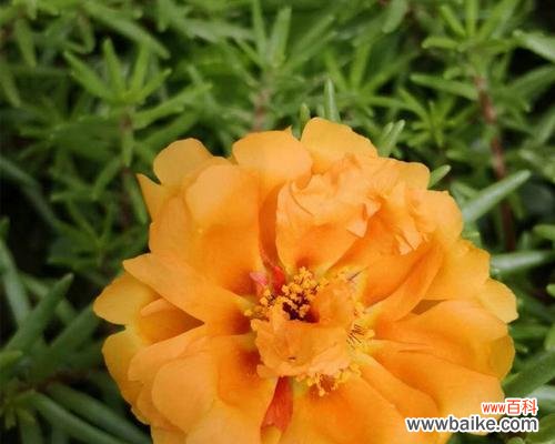 拥抱阳光 以太阳花