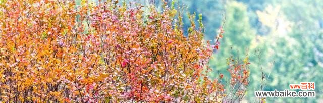 探寻兄弟情谊的象征意义 以棠棣之兄弟情谊为主题