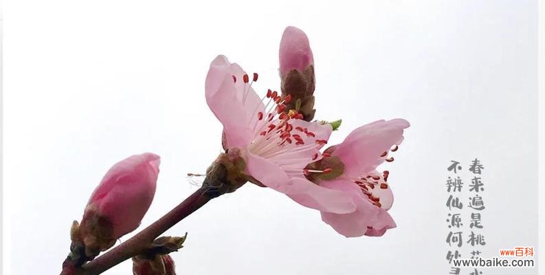 桃花的美丽与神秘 桃花的花语与寓意
