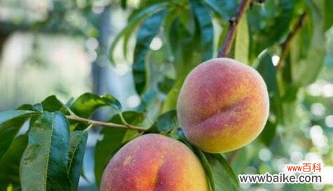 深入解读桃子的文化象征与个人心灵寄托 桃子的象征意义与寓意