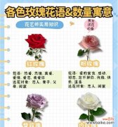 两朵玫瑰花的情人花语是什么？