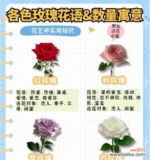 两朵玫瑰花的情人花语是什么？