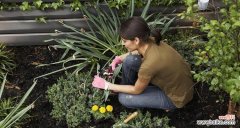 依米花的花语有哪些寓意？