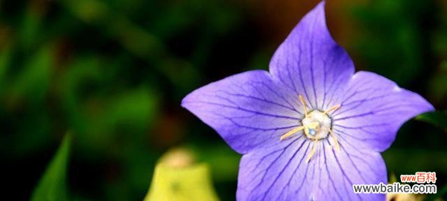 依米花的花语有哪些寓意?