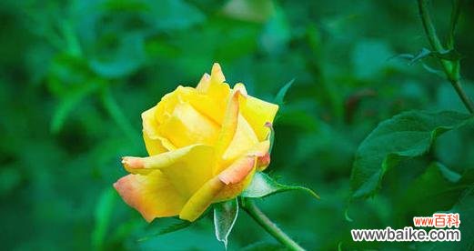 桔黄色玫瑰花有何含义？适合送给谁？