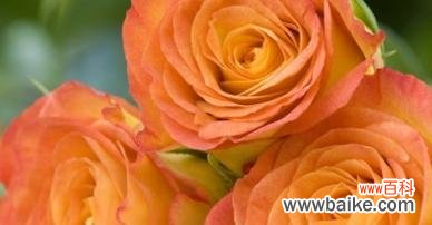 桔黄色玫瑰花有何含义？适合送给谁？