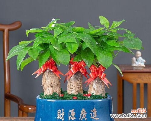 开业时送哪种盆栽最合适？盆栽在开业中的意义是什么？