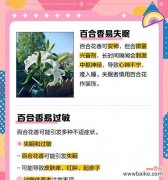 百合花香的解释和意思是什么？百合香味有何特殊含义？