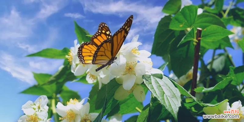 野山花配不上白玫瑰是什么意思？它的含义是什么？