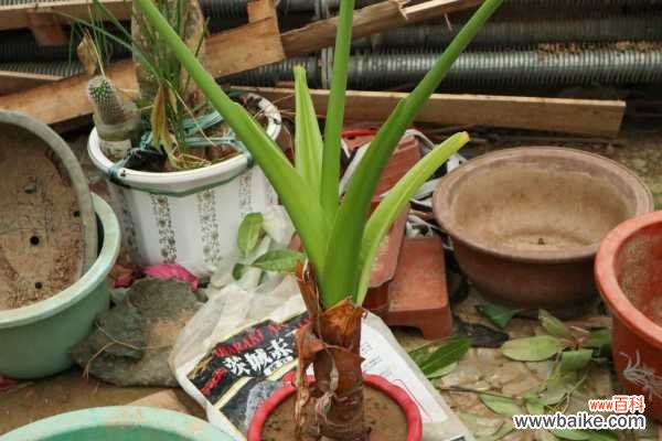 滴水观音是否具有毒性，滴水观音能养在家中吗