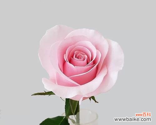 19朵玫瑰花代表什么？一文带你了解 解读19朵玫瑰花的含义