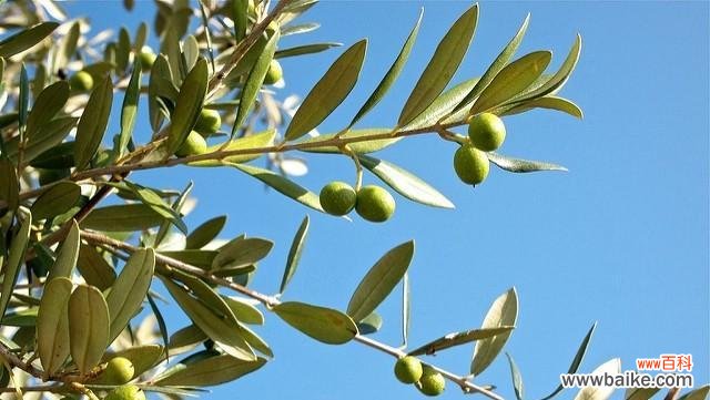 探究艾菊在和平主题中所扮演的角色 和平之花——艾菊的花语