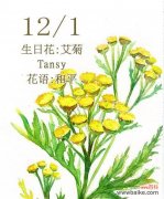 探究艾菊在和平主题中所扮演的角色 和平之花——艾菊的花语