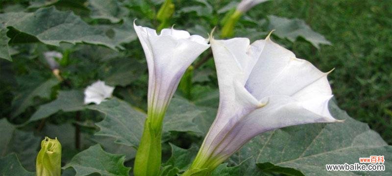 探究曼陀罗华花的深刻内涵 曼陀罗华花语解析