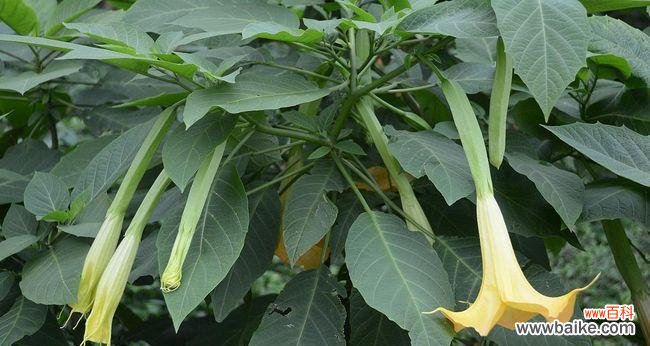 探究曼陀罗华花的深刻内涵 曼陀罗华花语解析