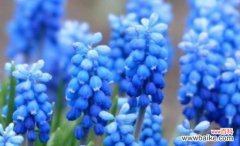 揭开风信子背后的深层寓意 风信子的花语与含义