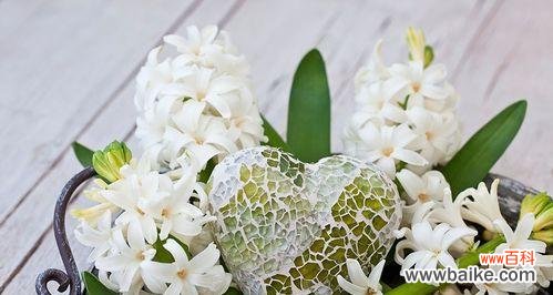 揭开风信子背后的深层寓意 风信子的花语与含义