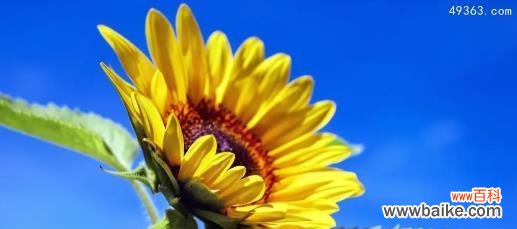 探究向日葵花语的深层含义 向日葵的寓意与象征