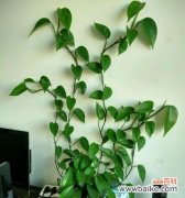 探寻绿萝的寓意与文化内涵 绿萝花语的意义及传承