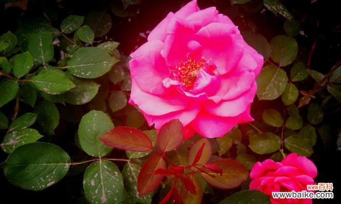 感知鲜花语言，传递情感密码 解读月季花的花语