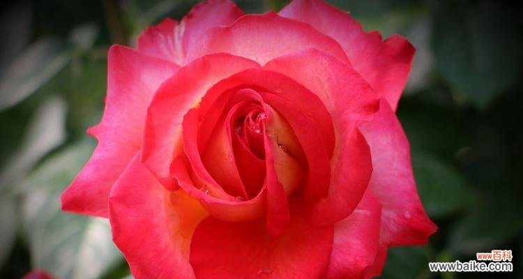 感知鲜花语言，传递情感密码 解读月季花的花语