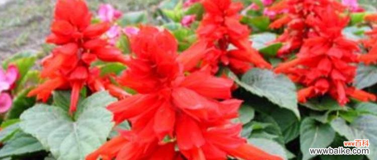 诠释红色的浓情蜜意 红花语——花开盛世