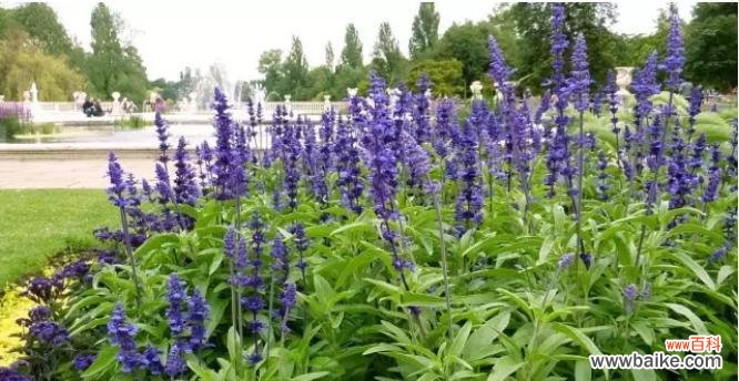 探究鼠尾草的寓意与传说 鼠尾草花语与象征意义