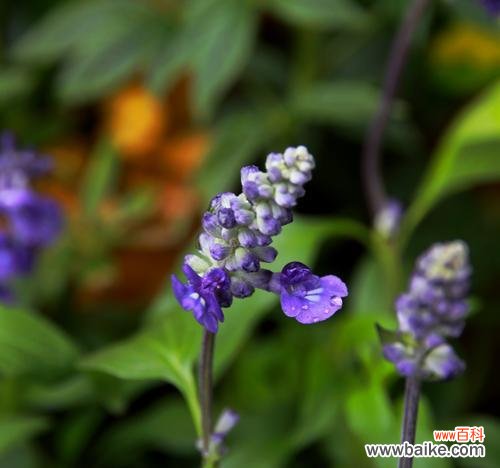 探究鼠尾草的寓意与传说 鼠尾草花语与象征意义