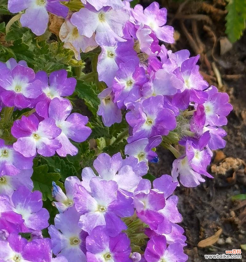 榆树花语和寓意一览 榆树花开，寓意生生不息