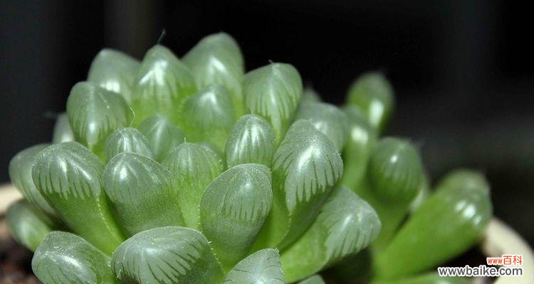 揭秘玉露花的神秘语言 玉露花语与寓意