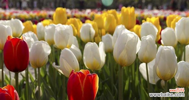 探索郁金香的花语与象征意义 郁金香花语与寓意