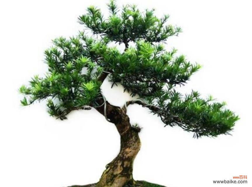 以寓意吉祥的室内盆栽为你的居家生活增添福运 吉祥盆栽