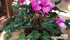 用植物的力量 寓意吉祥的植物——给生活带来好运