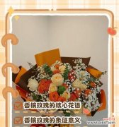 送爱丽丝玫瑰花代表什么？爱丽丝玫瑰花的花语是什么？