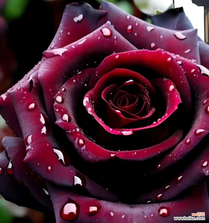 送爱丽丝玫瑰花代表什么？爱丽丝玫瑰花的花语是什么？