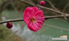 梅花的花语是什么？送梅花有哪些特别的意义？