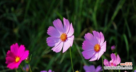 格桑花的花语是什么？格桑花在不同文化中的意义是什么？