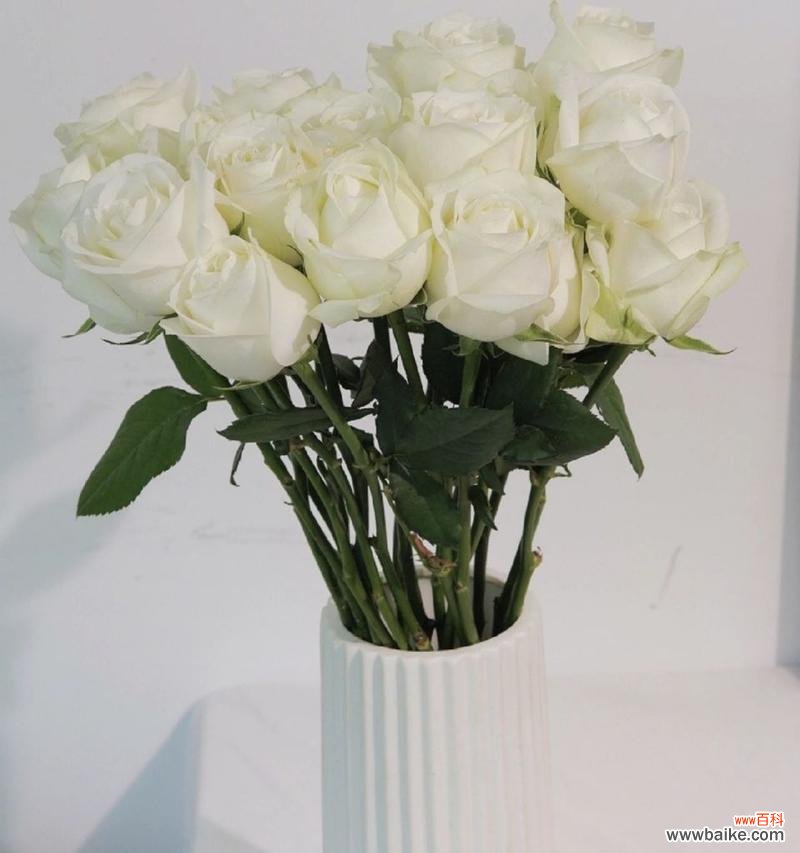 枯萎白玫瑰的花语你知道吗？