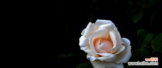 枯萎白玫瑰的花语你知道吗？