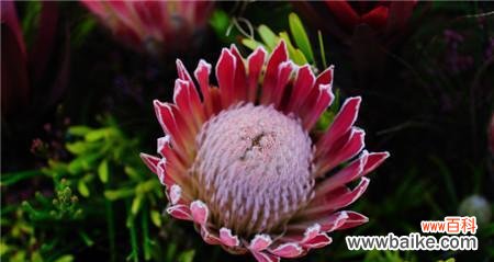 探寻帝王花的花语和寓意，揭开花的背后故事 帝王花，叶落归根的传说