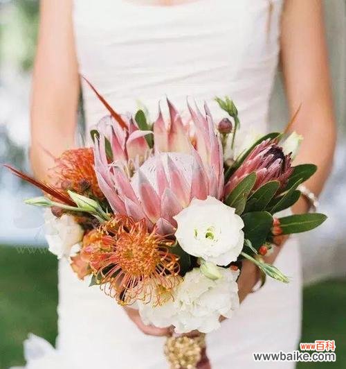 探寻帝王花的花语和寓意，揭开花的背后故事 帝王花，叶落归根的传说