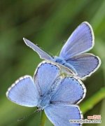 探索这种美丽花卉的涵义 蓝色彼岸花的花语