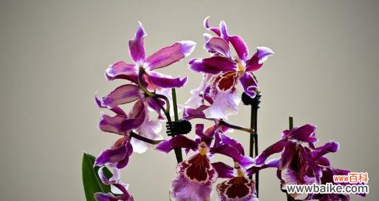 了解碧玉兰，领略深厚文化底蕴 碧玉兰的花语与文化背景