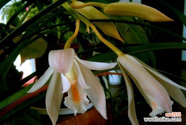 了解碧玉兰，领略深厚文化底蕴 碧玉兰的花语与文化背景