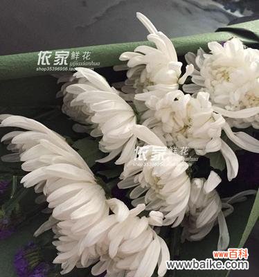 深入探究白菊花的含义与象征 白菊花的花语