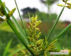 揭示三轮草背后的丰富文化内涵 三轮草花语，传递心意