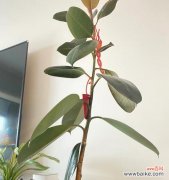 传递生命力的“弹性树”与花语 橡皮树的花语——生命的坚韧与希望