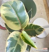 橡皮树的象征意义与特点 橡皮树