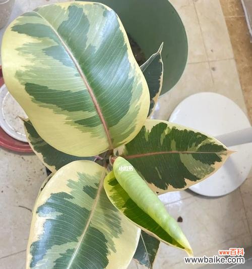 橡皮树的象征意义与特点 橡皮树