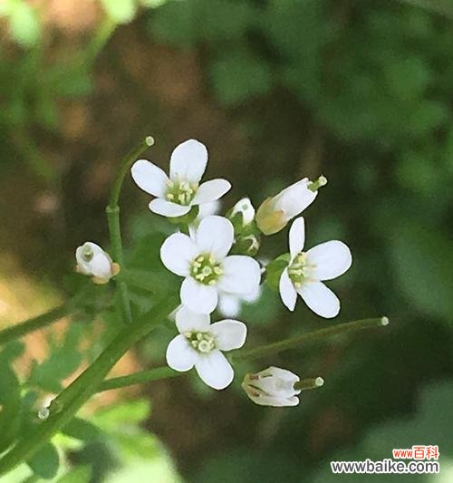 用花来诠释高雅的生活美学 美丽花朵的高贵纯洁